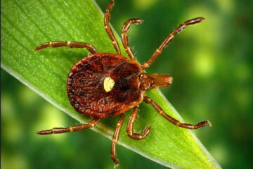 lone star tick, which causes a meat allergy